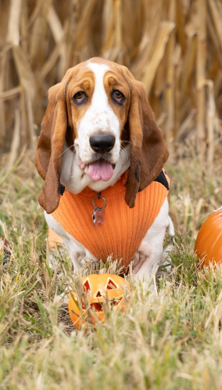 A basset hound dog wearing an orange sweater sitting in a grass field in front of brown corn stalks with a small jack-o-lantern pumpkin in front of the dog