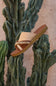 shoe catus 