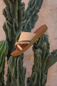 shoe catus 